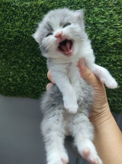 สก็อตติช โฟลด์ (Scottish Fold) แมว