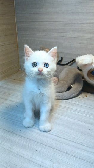 ขาวมณี (Khao Manee) แมวขาวมณีตาสองสี มี2ตัวให้เลือก เพศผู้ คะวัคซีนแล้ว1เข็มก่อนย้ายตรวจหัดแมวฟรีรับประกันเอดส์แมวกับรูคีเมียคะ