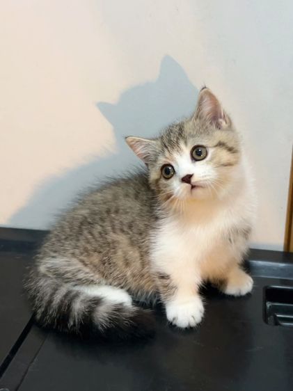 มันช์กิ้น (Munchkin) แมวมันช์กิ้นขาสั้นๆ