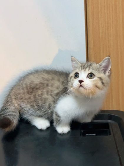 มันช์กิ้น (Munchkin) แมวมันช์กิ้นขาสั้นๆ