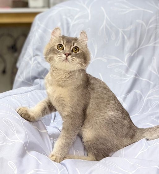 อเมริกัน เคิร์ล (American Curl) อเมริกันเคิร์ลชาย แบ่งเลี้ยง 5 เดือน