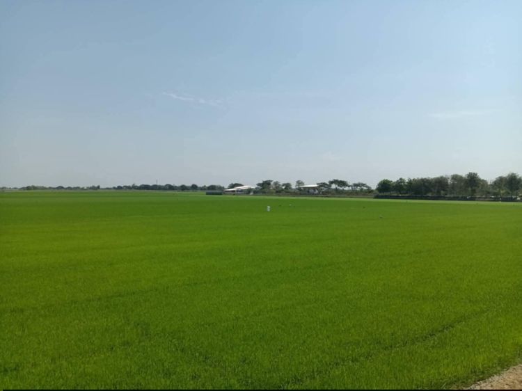 ที่ดินเมืองสุพรรณบุรี รูปที่ 4