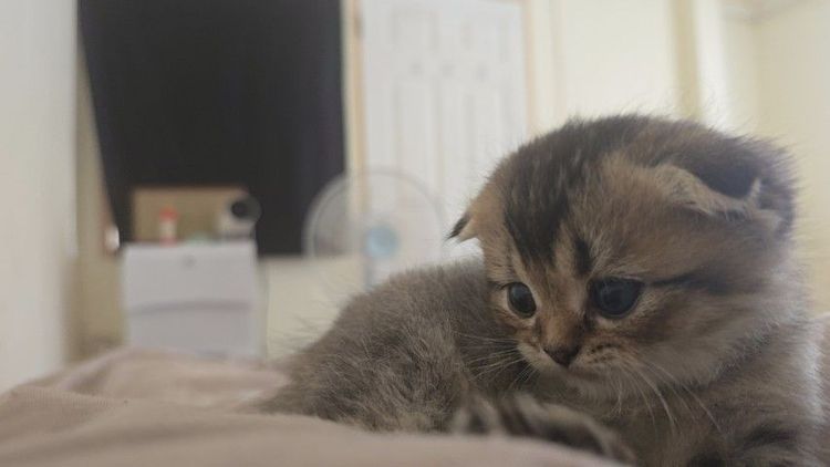 สก็อตติชโฟล์ดแท้ เพศผู้ 