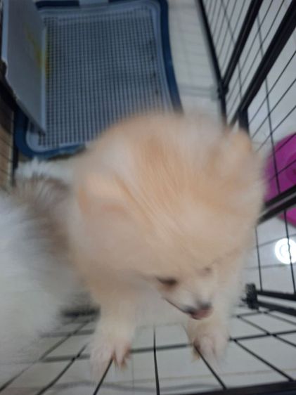 สุนัขปอม รูปที่ 2