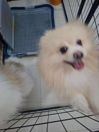 สุนัขปอม