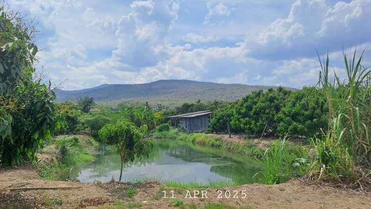 ไม่ใช่ เจ้าของขายเอง สวนลำไยพร้อมบ่อปลา ดินดำน้ำชุ่มอุดมสมบูรณ์เหมาะทำบ้านสวน บ้านพักตากอากาศเชิงเขา รูปที่ 3