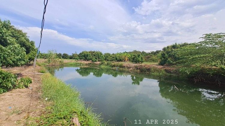 ไม่ใช่ เจ้าของขายเอง สวนลำไยพร้อมบ่อปลา ดินดำน้ำชุ่มอุดมสมบูรณ์เหมาะทำบ้านสวน บ้านพักตากอากาศเชิงเขา รูปที่ 2