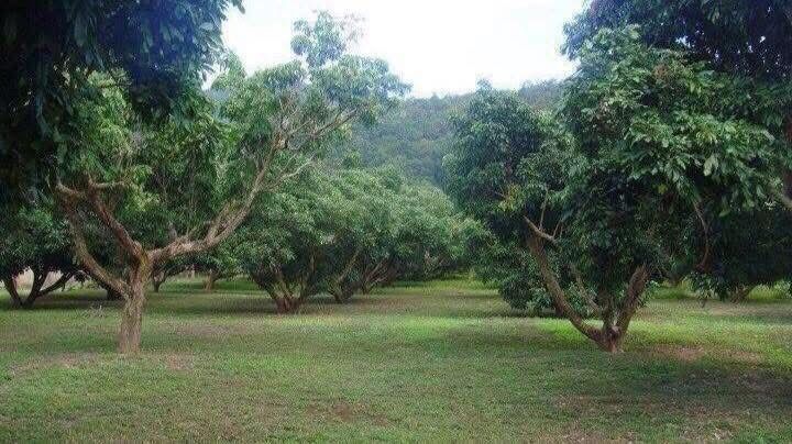 ที่ดินแปลงสวยว่างแปลงใหญ่ อำเภอพาน  รูปที่ 3