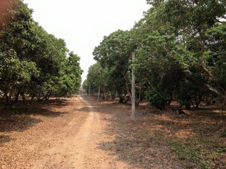 บ้านพร้อมที่ดิน เวียงป่าเป้า เชียงราย 25 ไร่ ลิ้นจี่ มีโฉนด 1 แปลง รูปที่ 4