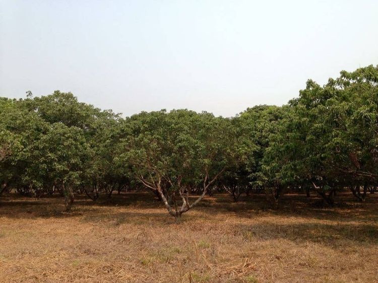 บ้านพร้อมที่ดิน เวียงป่าเป้า เชียงราย 25 ไร่ ลิ้นจี่ มีโฉนด 1 แปลง รูปที่ 3