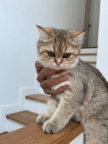 แมว บริติช ช็อตแฮร์ รูปที่ 3