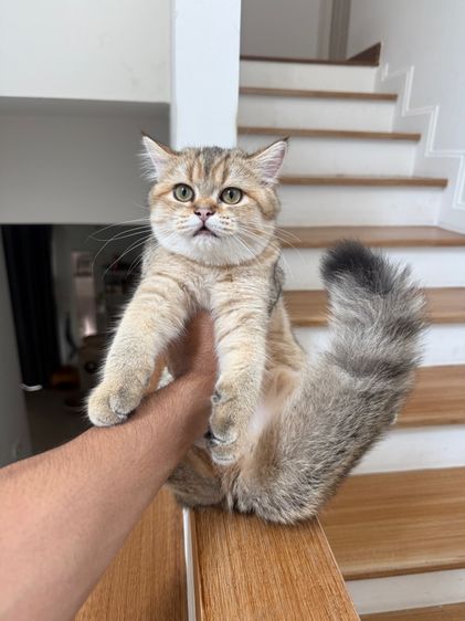 แมว บริติช ช็อตแฮร์