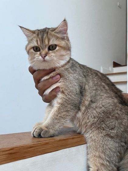 แมว บริติช ช็อตแฮร์ รูปที่ 4