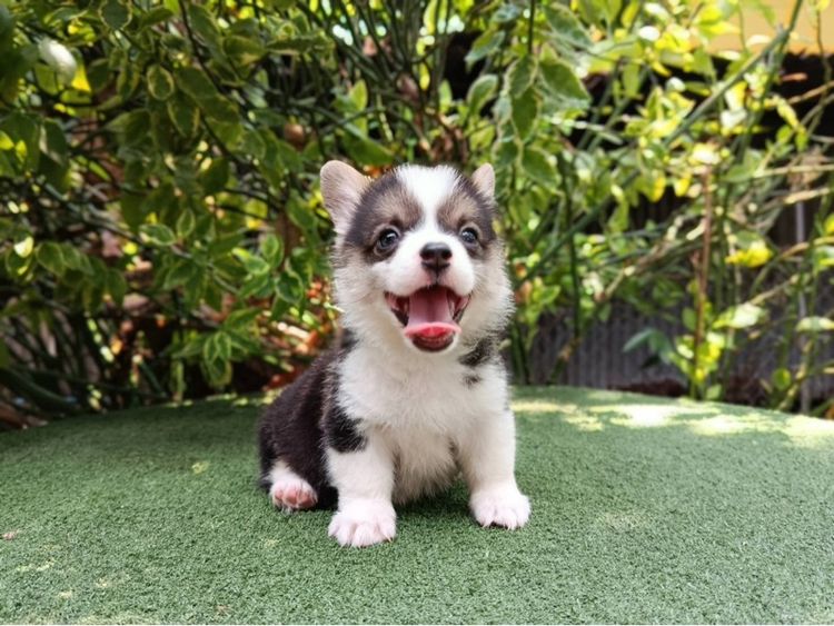 คอร์กี้ รูปที่ 4