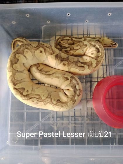 งูบอลไพทอล รูปที่ 3