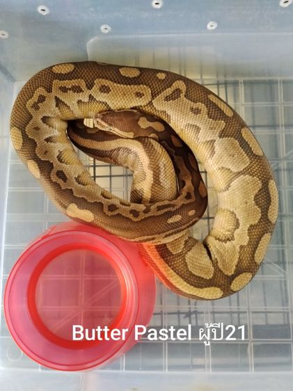 งูบอลไพทอล รูปที่ 2