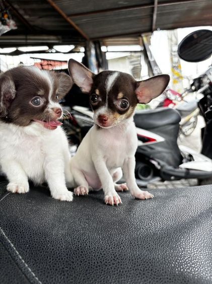 ลูกสุนัขชิวาวา รูปที่ 2