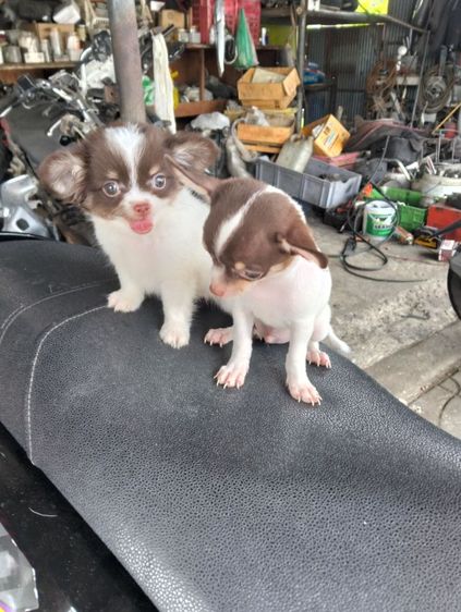 ลูกสุนัขชิวาวา รูปที่ 7