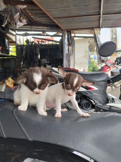 ลูกสุนัขชิวาวา รูปที่ 4
