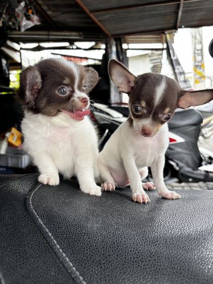 ลูกสุนัขชิวาวา รูปที่ 5
