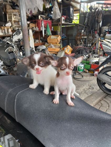 ลูกสุนัขชิวาวา รูปที่ 8