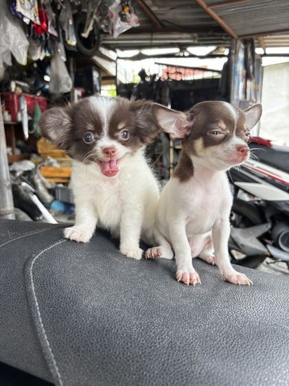 ลูกสุนัขชิวาวา รูปที่ 3