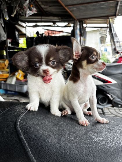 ชิวาวา (Chihuahua) เล็ก ลูกสุนัขชิวาวา