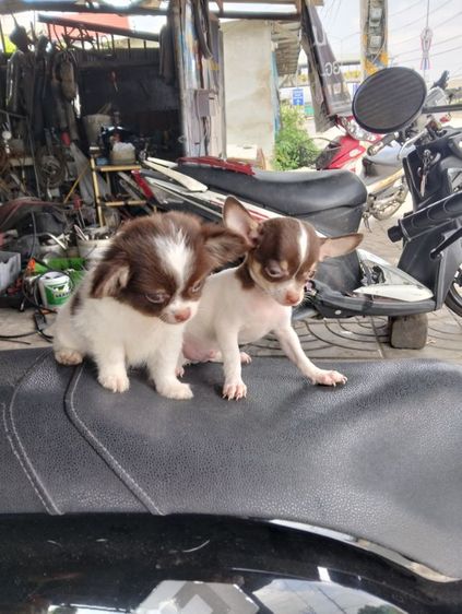 ลูกสุนัขชิวาวา รูปที่ 6