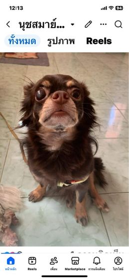 ชิวาวา (Chihuahua) กลาง ให้ฟรี ขออนุญาตคัดบ้านนะคะ