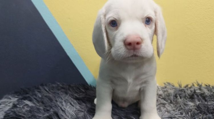 ลูกสุนัขบีเกิ้ลแท้เพศหญิง สีขาวล้วนตาฟ้าทั้ง2ข้าง รูปที่ 3