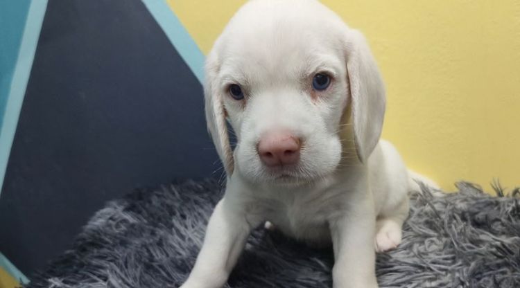บีเกิล (Beagle) กลาง ลูกสุนัขบีเกิ้ลแท้เพศหญิง สีขาวล้วนตาฟ้าทั้ง2ข้าง