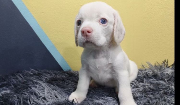 บีเกิล (Beagle) กลาง ลูกสุนัขบีเกิ้ลแท้เพศหญิง  สีขาวลายวัว มีตาฟ้า 1 ข้าง