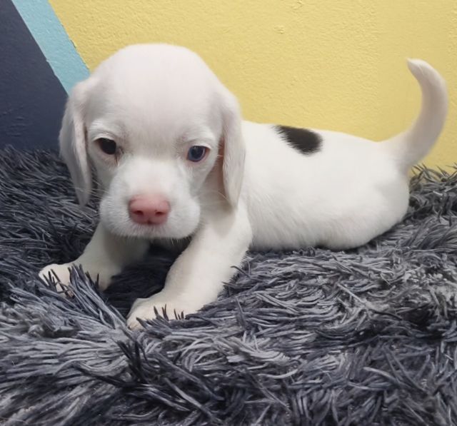 ลูกสุนัขบีเกิ้ลแท้เพศหญิง  สีขาวลายวัว มีตาฟ้า 1 ข้าง รูปที่ 3