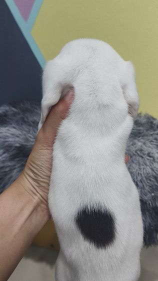 ลูกสุนัขบีเกิ้ลแท้เพศหญิง  สีขาวลายวัว มีตาฟ้า 1 ข้าง รูปที่ 4