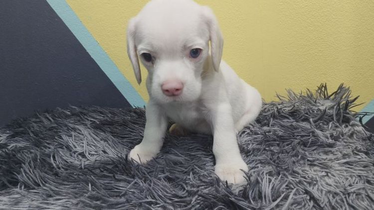 ลูกสุนัขบีเกิ้ลแท้เพศหญิง  สีขาวลายวัว มีตาฟ้า 1 ข้าง รูปที่ 2