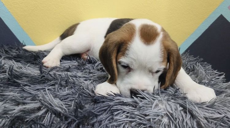 บีเกิล (Beagle) กลาง ลูกสุนัขบีเกิ้ลแท้ เพศหญิง