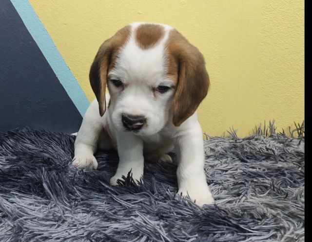 ลูกสุนัขบีเกิ้ลแท้ เพศหญิง รูปที่ 3