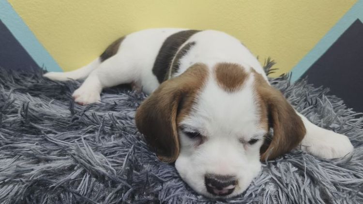 ลูกสุนัขบีเกิ้ลแท้ เพศหญิง รูปที่ 2