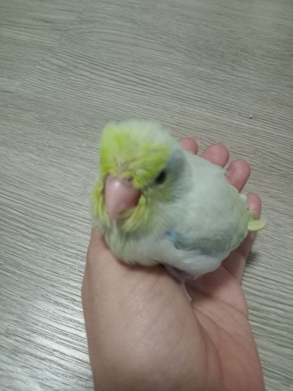 ลูกนกฟอพัส รูปที่ 2