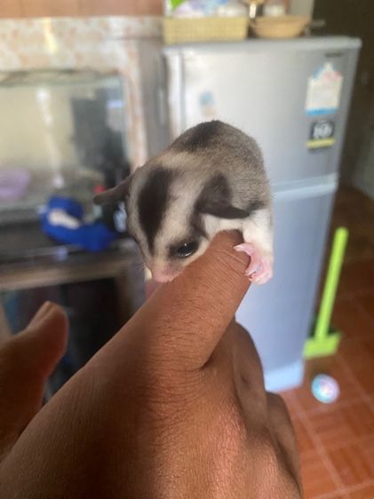 ชูก้าไรเดอร์ รูปที่ 4