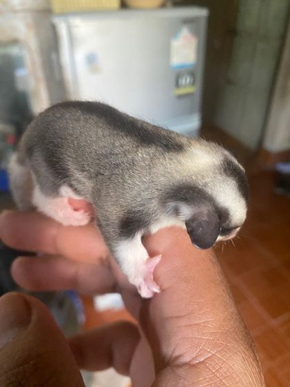 ชูก้าไรเดอร์