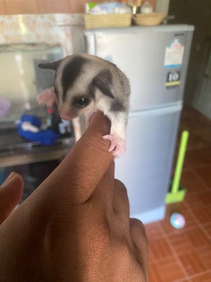 ชูก้าไรเดอร์ รูปที่ 2