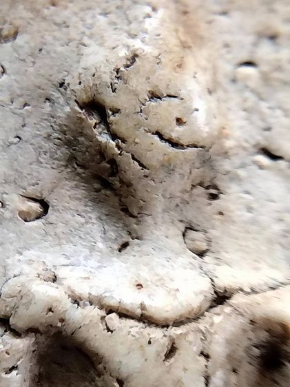 พระสมเด็จ วัดระฆัง บางขุนพรหม วัดเกศไชโย หลวงปู่ภู หลวงปู่นาค รูปที่ 8