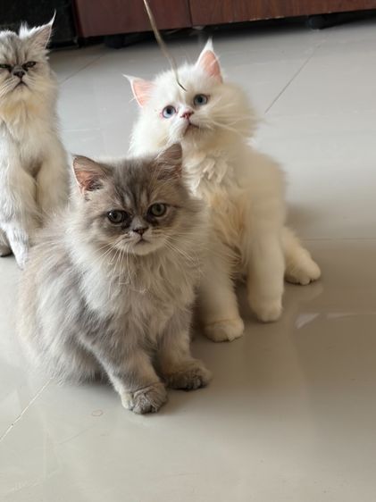 ขายแมวเปอร๋เซียสีขาวตาฟ้า