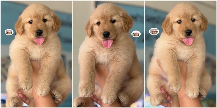 โกลเด้นรีทรีฟเวอร์ รูปที่ 4