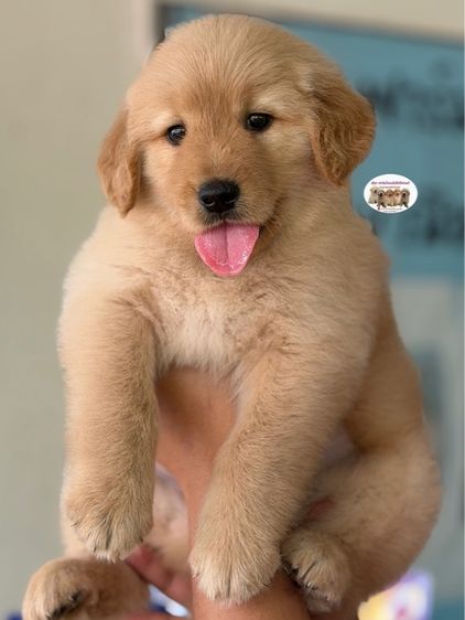 โกลเด้นรีทรีฟเวอร์ รูปที่ 2