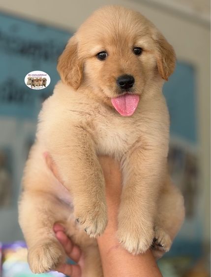 โกลเด้นรีทรีฟเวอร์ รูปที่ 3