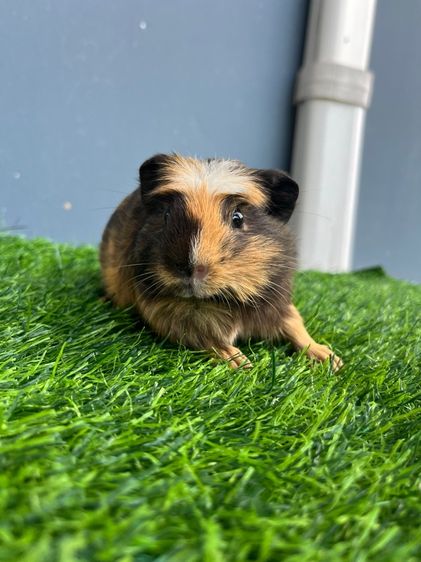 หนูแก๊สบี้ รูปที่ 3