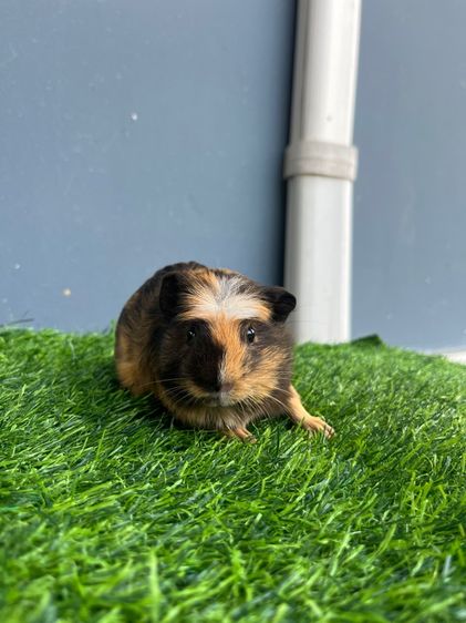 หนูแก๊สบี้ รูปที่ 5