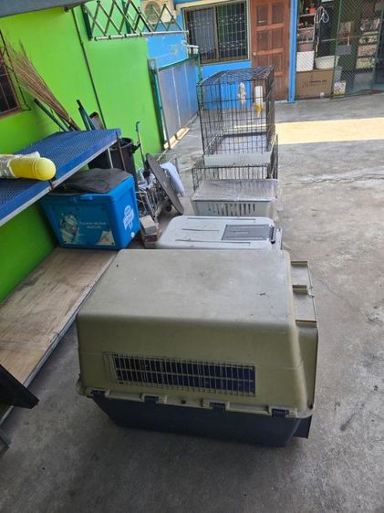 ขายเหมา 3,000 บาทนัดรับที่โคราชครับ รูปที่ 3